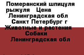 Померанский шпицуля рыжуля › Цена ­ 35 000 - Ленинградская обл., Санкт-Петербург г. Животные и растения » Собаки   . Ленинградская обл.